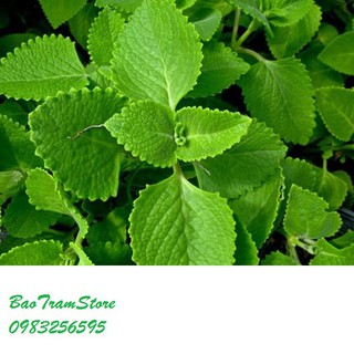 Phân phối Hạt giống rau húng chanh gói 0,1 gram xuất xứ Việt Nam hàng chính hãng, nhập khẩu và phân phối trực tiếp.