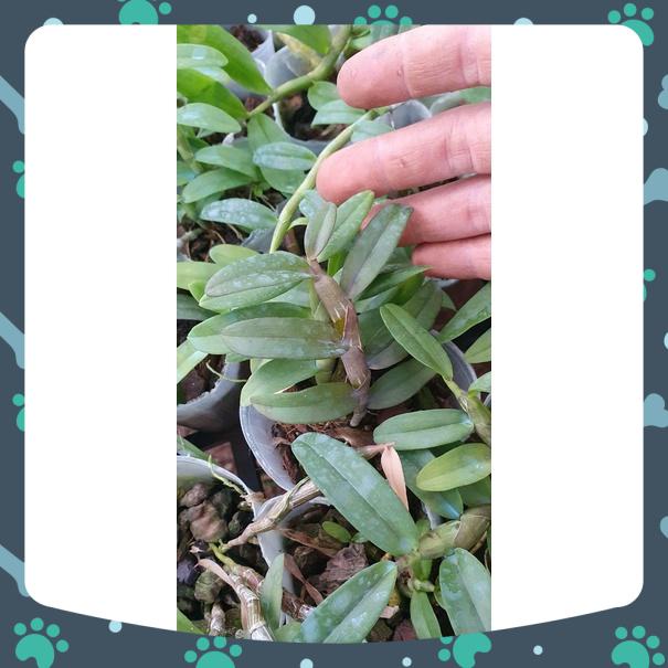 [Giá hủy diệt] giã hạc full moom rất thơm và đẹp cao 10 cm-15 cm đáng sưu tầm