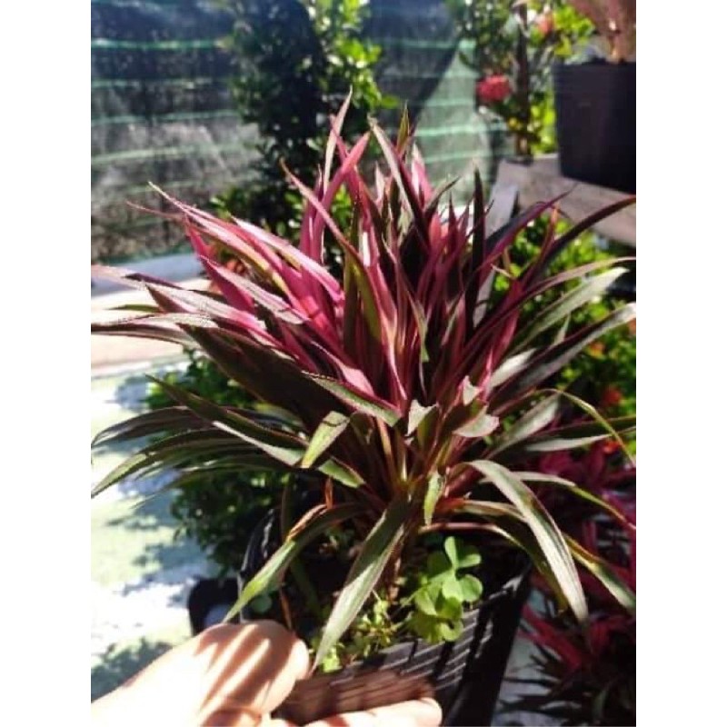 chậu cây giống Ánh Dương, cao 20cm