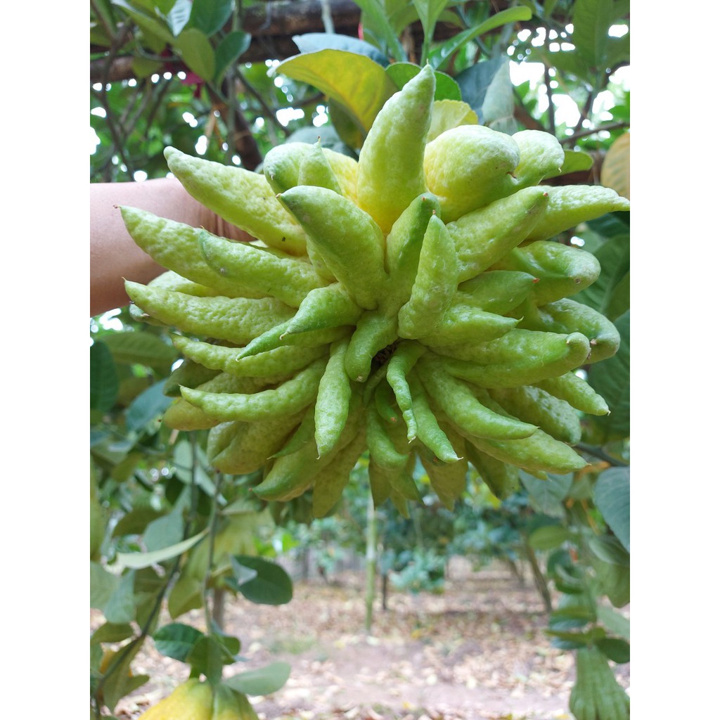 Quả Phật thủ bày ban thờ ngày lễ tết (sẵn hàng) | BigBuy360 - bigbuy360.vn