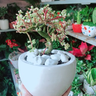 Chậu Cây Đô La Hồng Thân Cổ Thụ