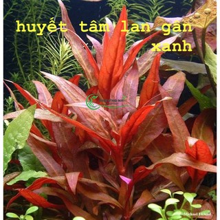 Cây Huyết tâm lan lá nước