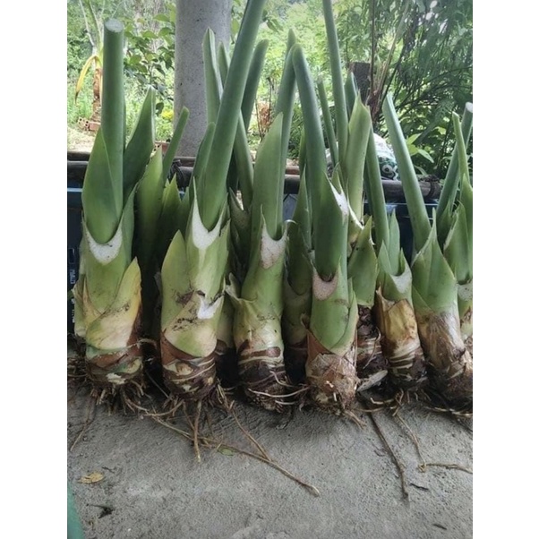 Ráy voi xanh mua 2 tặng 1