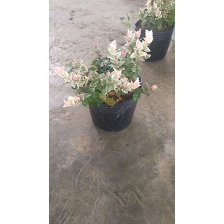 thằng lằn bông trắng hồng