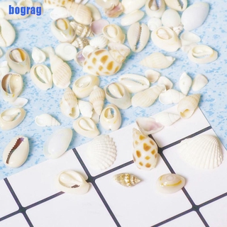 Vỏ Ốc Tự Nhiên Trang Trí Bể Cá