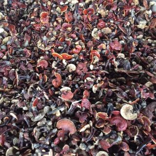 100g nấm lim xanh nấm lim rừng