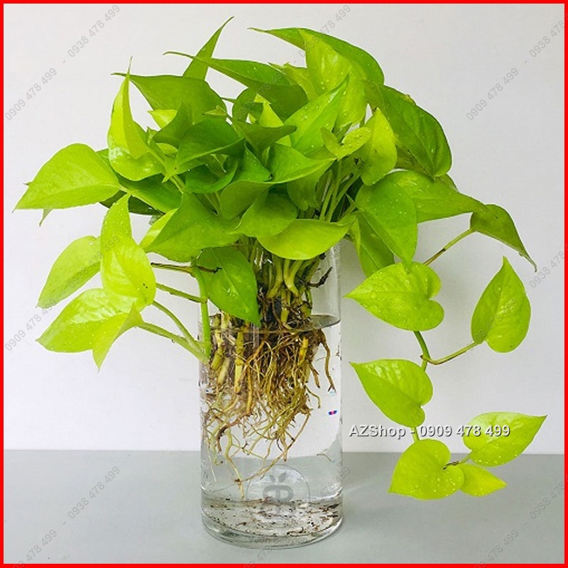 Trầu Bà Thái Vàng - Neon Pothos