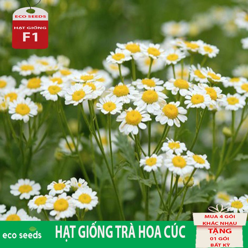 HẠT GIỐNG TRÀ HOA CÚC H1 Eco seeds KLT 3g. Hoa cúc nhỏ có màu trắng hoặc vàng. Có vị ngọt hơi đắng, tính mát. Dùng an th