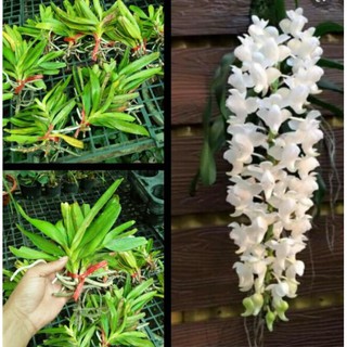 1 BÓ LAN RỪNG BẠCH NHẠN - Hàng chuẩn Rừng - HOA ĐẸP THƠM