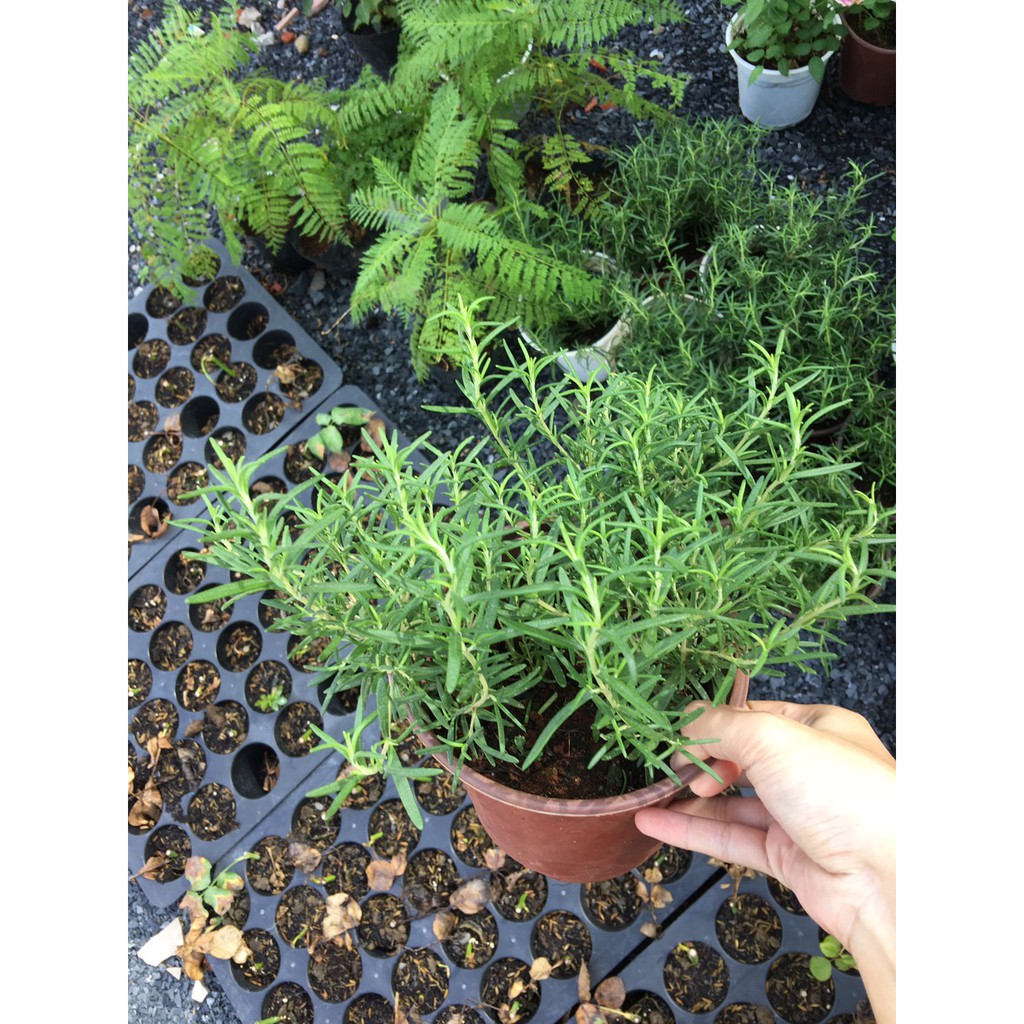 - Chậu cây hương thảo - Rosemary - Rosmarinus officinalis L. - Trang Flowers