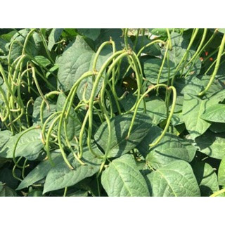 Hạt giống đậu đũa lùn thái lan