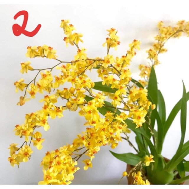 Vũ nữ màu vàng mai