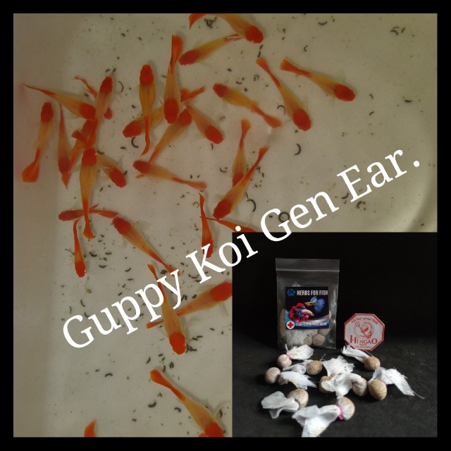 Guppy Koi GEN EAR - Trang Trí Hồ Cá - Thức Ăn Cá Cảnh | Hingaostore.
