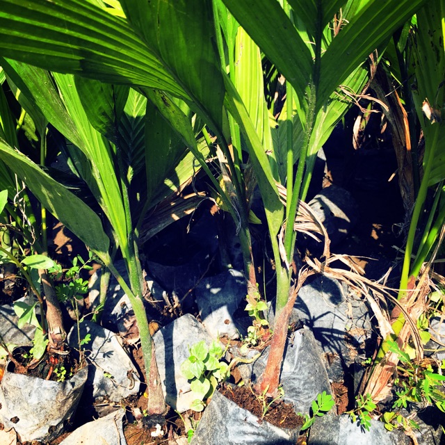 Cây Cau Lùn - Cau tứ quý