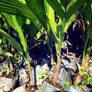 Cây Cau Lùn - Cau tứ quý