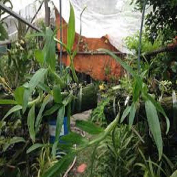 Sản Phẩm Hoa phong lan- hoàng thảo kèn