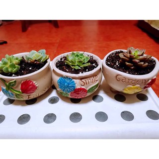 combo 4 chậu trồng cây mini