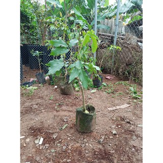 Cây bánh kem hàng ghép