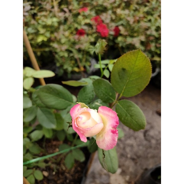 Hồng ngoại Double light