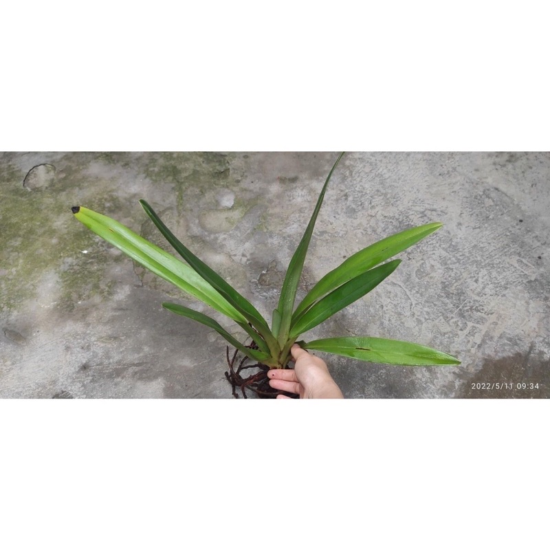Hoa Lan hài râu Pháp sỉ 8k