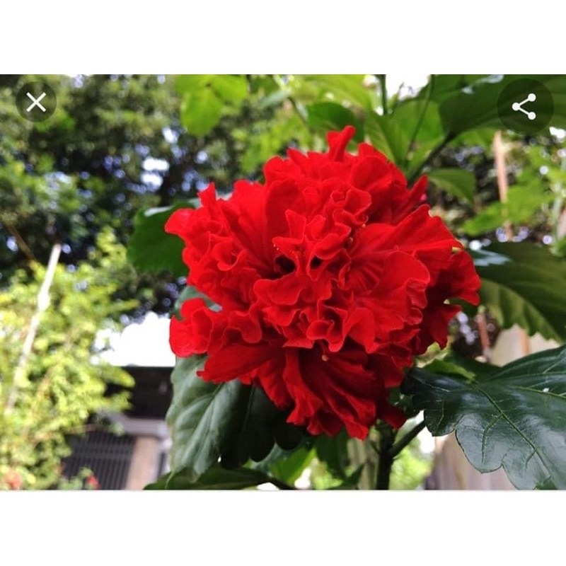 CÂY HOA RÂM BỤT ĐỎ KÉP