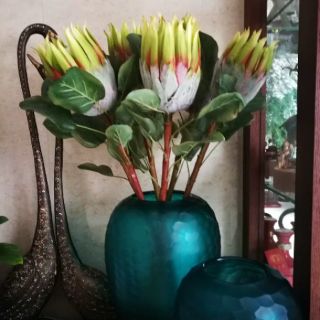 Hoa lụa - quốc hoa Nam Phi - hoa Protea