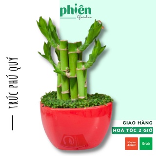 Cây Trúc Phú Quý, Phát Tài kèm chậu gốm, cây phong thủy