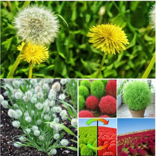 Combo 3 gói hạt giống cỏ - cỏ đổi màu. cỏ đuôi thỏ, cỏ bồ công anh
