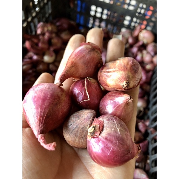 hành củ bắc
