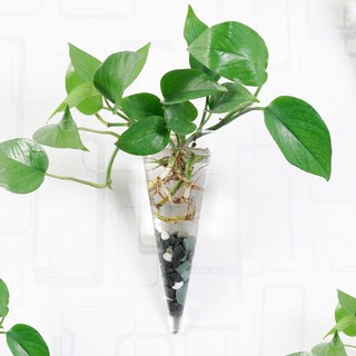 Chậu kính trồng cây treo tường hình búp măng