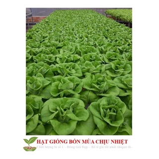 Giống Rau Xà lách mỡ