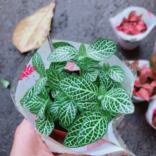 Cẩm Nhung (lá may mắn) xanh lá nhạt