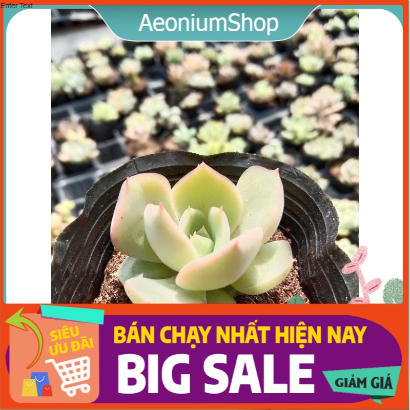 SEN ĐÁ LOLA DÒNG MỚI NHẬP VỀ Ạ size mini 8x8 cm đã thuần khí hậu sức sống cao đẹp