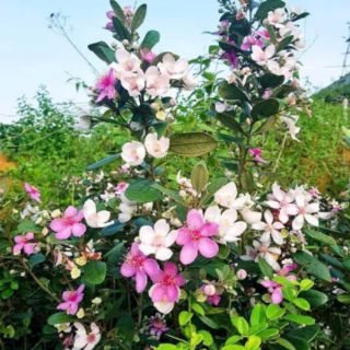 Cây giống sim ăn quả