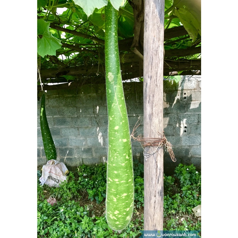 Hạt giống bầu sao trái dài quê  KNS195 - Gói 10 hạt