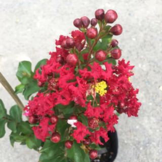 Tường Vi ... đỏ đậm