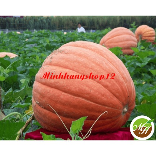 Hạt giống Bí Đỏ Khổng Lồ Tặng Kèm Qùa Và Hướng Dẫn