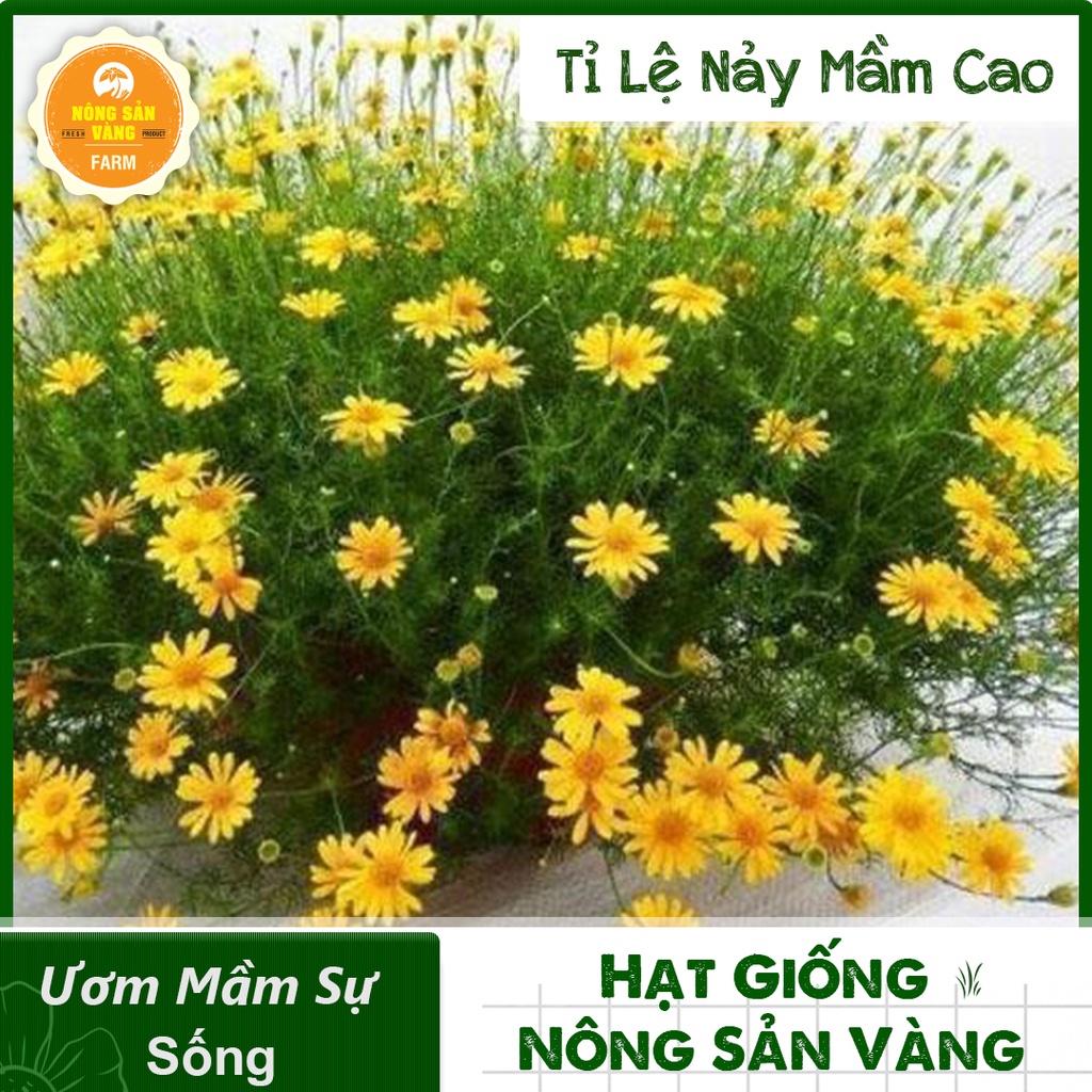 Hạt giống Hoa Cúc Sao Băng Vàng ( Gói 0,03 gram ) - Nông Sản Vàng