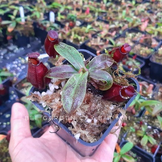 Chậu bắt côn trùng, cây nắp ấm gieo hạt trang trí