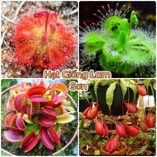 HẠT GIỐNG CÂY BẮT MỒI ( BẪY KẸP, NẮP ẤM, GỌNG VÓ ) - Loài Cây Cảnh Đẹp, Trang Trí Không Gian  Sạch, Thoáng.