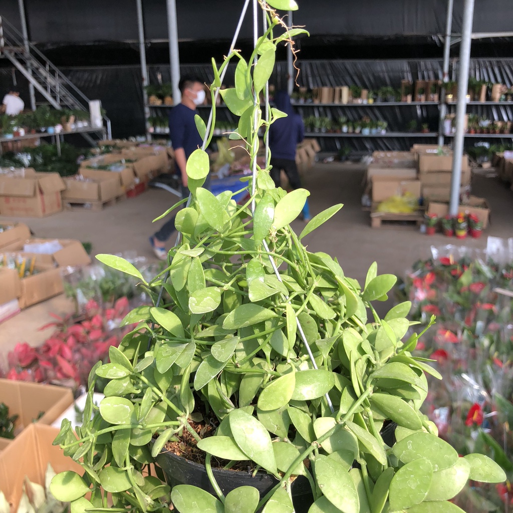 Cây dollar - dola giỏ treo ngọn dài 20cm sum suê lá tròn bắt mắt thích hợp trang trí ban công