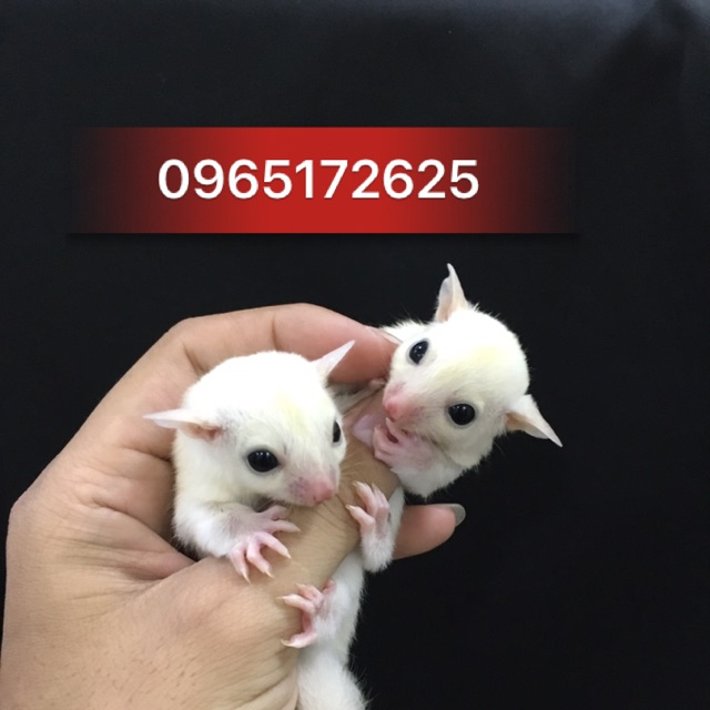 Sóc Cảnh Thủ Đức