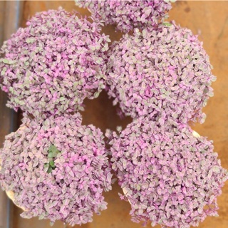 THÀI LÀI HỒNG (PINK LADY) SIZE TO 20CM