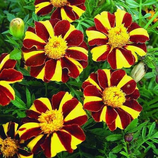 Hạt Giống Hoa Vạn Thọ Sọc Bông To F1 Loại mix màu dễ trồng hoa nở đẹp chống sâu bệnh