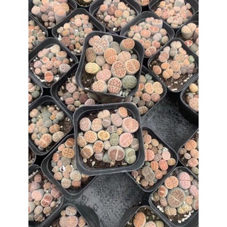 chậu sen mông ,thạch lan , Lithops size to gần 20 cây