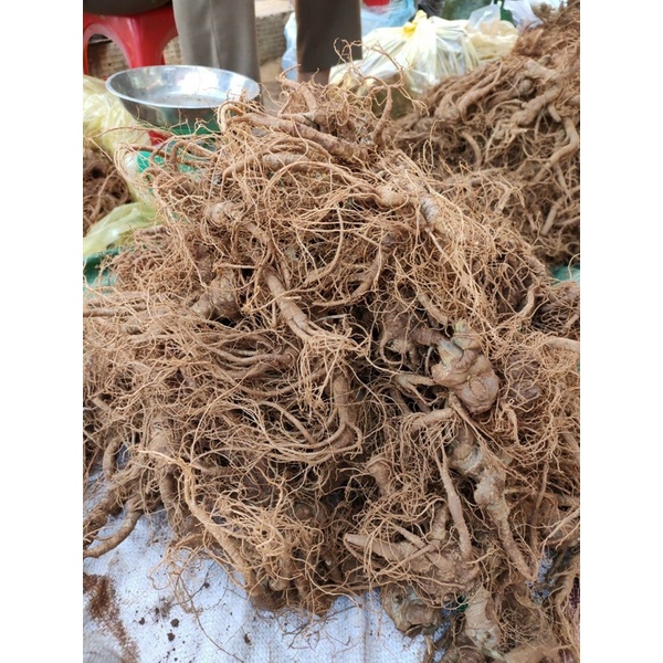 500g tam thất tươi Tây Bắc