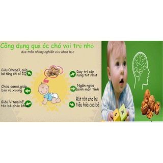NHÂN QUẢ ÓC CHÓ MỸ
