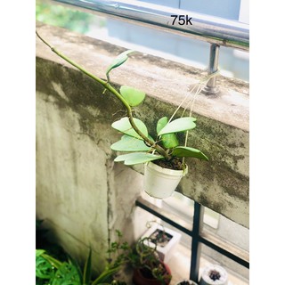 Chậu lan cẩm cù lá tim