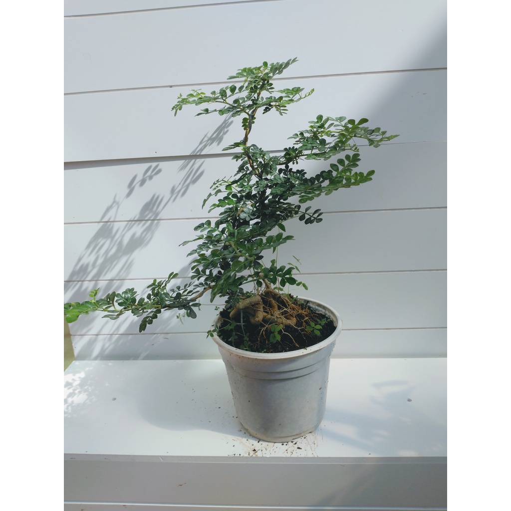 Cây cần thăng bonsai cao 30-40cm ảnh thật số 2.