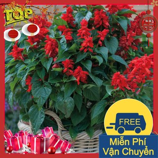 Combo 2 Gói Hạt Giống Hoa Xác Pháo Đỏ